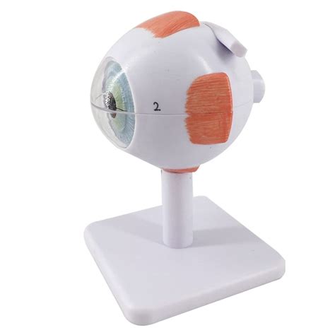 Buy LHLYL-DP Anatomical Human Eye Mode Anatomy Study Display Model ...