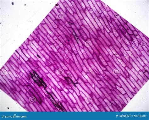 Typical Plant Cell 100x Magnification Stock Image | CartoonDealer.com ...