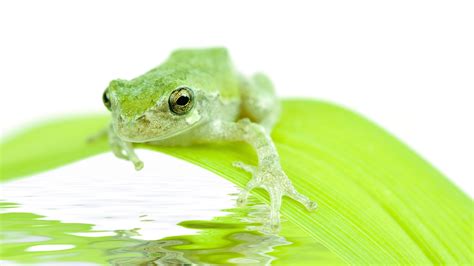 De novo - Definition and Examples | Biology Online