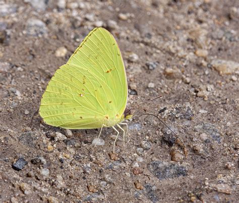 Common Sulphur Butterfly