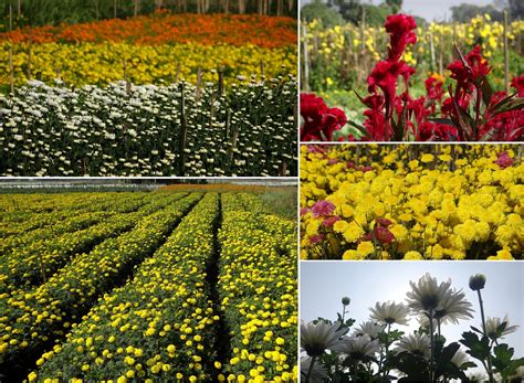 The Valley of Flowers: Khirai, Panskura, West Bengal