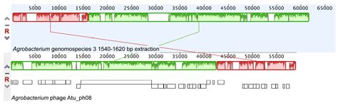 Isolation and Characterization T4- and T7-Like Phages that Infect the ...