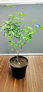 Mphmi Seedless Plant Indoor Plants Aparajita, Clitoria ternatea ...