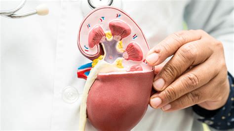 Nephron Function Animation 的图像结果