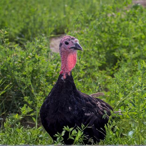 Turkey Poult: Black Spanish - My Pet Chicken