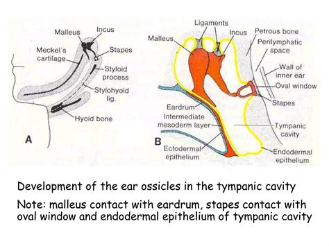 Image result for Ear Embryonic Development