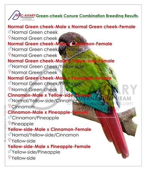 Parrotlets Basic Colour mutation and Breeding chart.