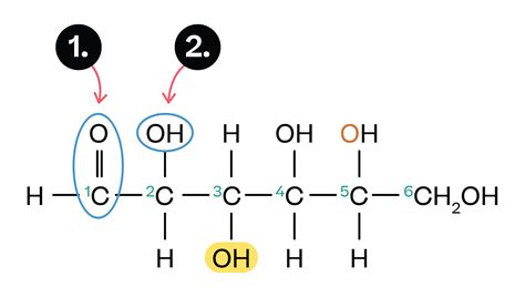 Carbohydrates: types, structure and function - Biology : Explanation ...
