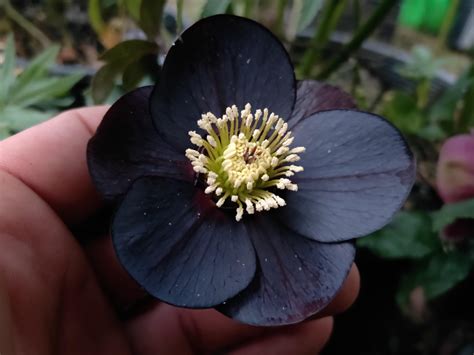Winter Rose Plant