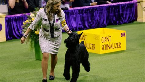 Giant schnauzer Monty wins best in show at Westminster Kennel Club dog ...