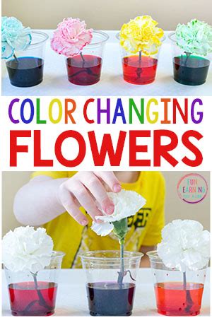 Image result for Food Coloring Flowers Science Project