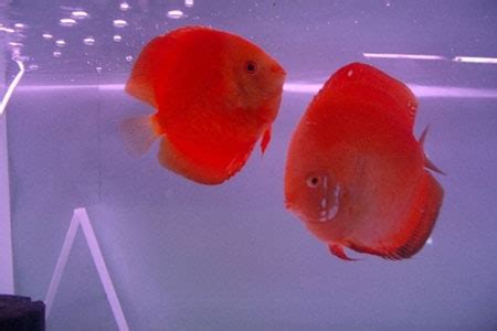 Tourist Places in Kavaratti Lakshadweep, Kavaratti Island Beach