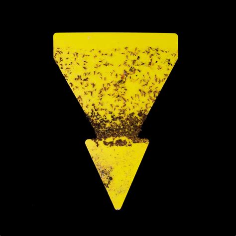 Image result for Collateral Damage