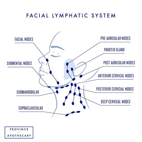 Facial Dry Brushing Ritual – Province Apothecary Lymphatic Drainage Face, Lymphatic Drainage ...