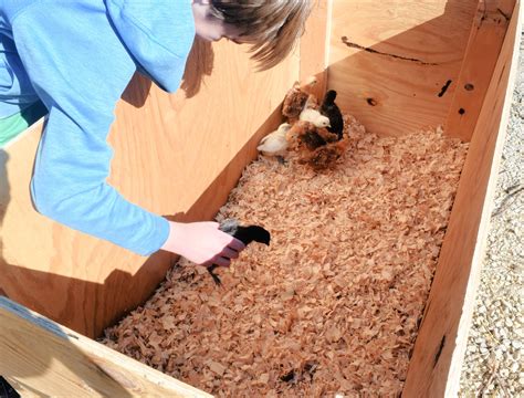 Image result for DIY Brooder Box