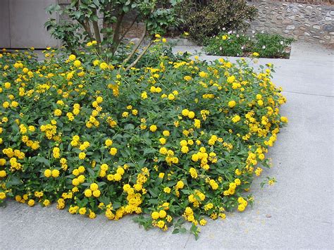 Lantana Bushes Varieties