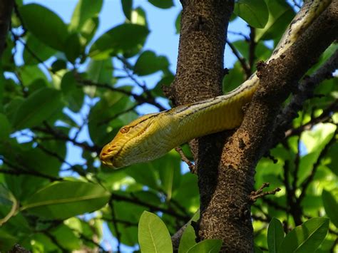 Retic Python 的图像结果