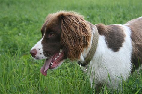 Image result for Springer Spaniel Dogs
