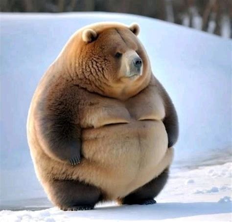Pin by trifecta1057 on i'm not drain | Funny fat animals, Fat animals, Cute funny animals