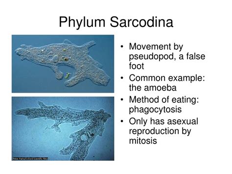 PPT - Chapter 11 Kingdom Protista PowerPoint Presentation, free download - ID:9116876