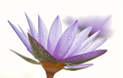 Download wallpaper flower, water, drops, nature, Rosa, petals, section ...