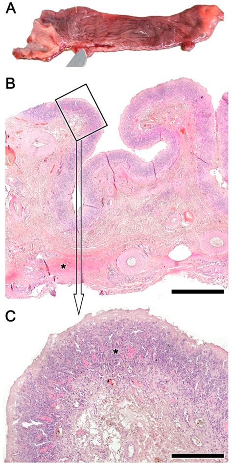 Dissecting the Effects of Cephenemyia stimulator on the Olfactory ...