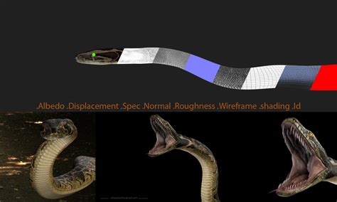 Image result for Indian Python Snake