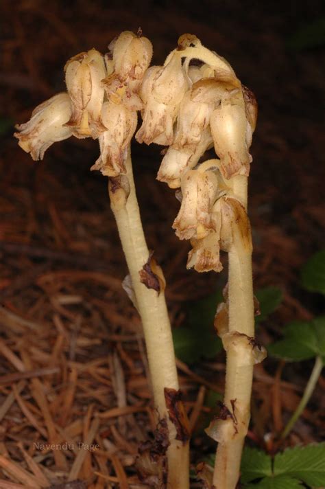 India Flora Online