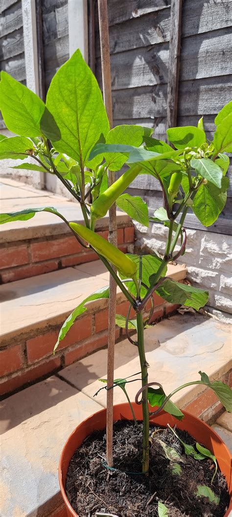 Our first ever go at growing Hungarian Wax Peppers! : r/HotPeppers