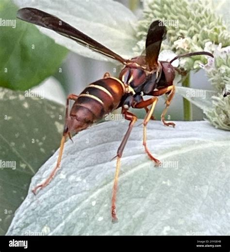 Northern Paper Wasp (Polistes fuscatus Stock Photo - Alamy