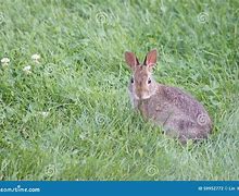 Image result for Baby Bunny in Grass