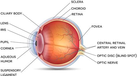 Causes of Vitreous Haemorrhage Explained by Bright Sight Experts