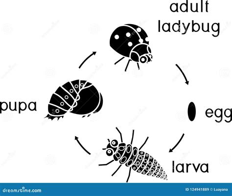 Life Cycle of Ladybug. Stages of Development of Ladybug from Egg To ...