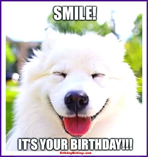 Funny Happy Birthday Memes With cats, Dogs & Funny Animals