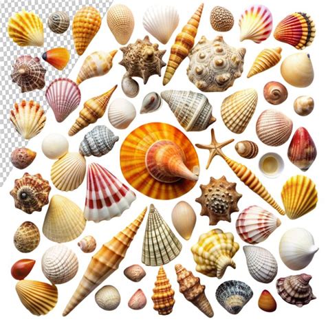Image result for Shell Shapes
