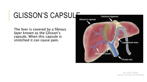 ANATOMY AND PHYSIOLOGY OF LIVER.pptx