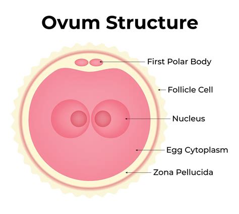 Ovum Structure Science Design Illustration Diagram 48042330 Vector Art at Vecteezy