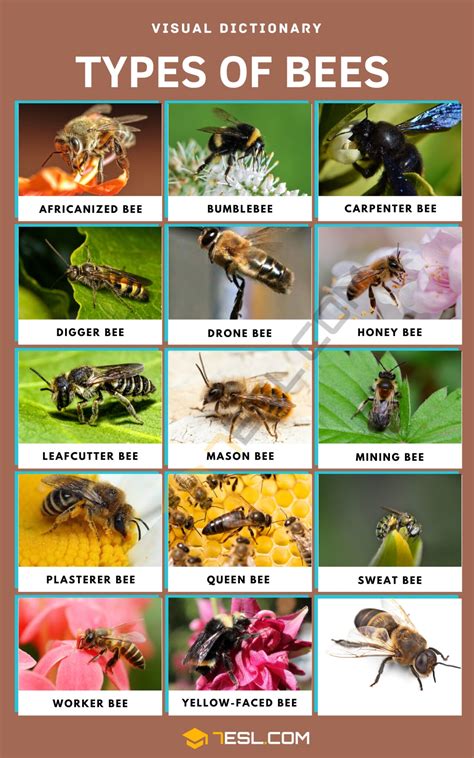 Image result for Bee Algorithm GIF