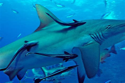 Remora Fish And Great White Shark