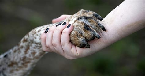 Asheville Humane Society seeks visionary leader for Executive Director ...