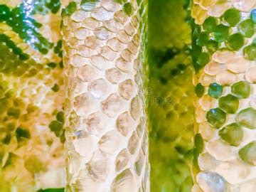 Image result for Python Snake Teeth