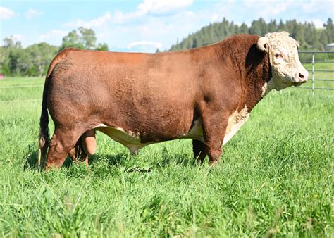 L BAR W CATTLE COMPANY | Our Cattle | Breeding Hereford Cattle