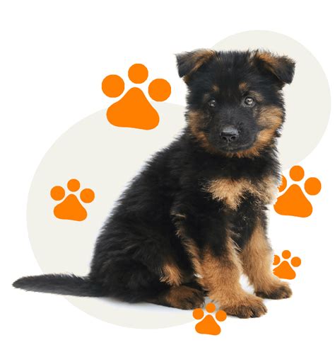 Berger Allemand 的图像结果