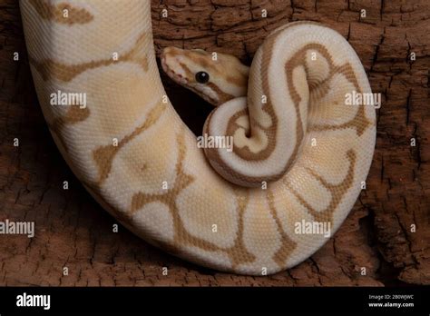 Image result for Black Python Snake