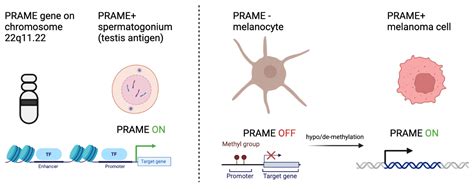 The Utilization of PRAME in the Diagnosis, Prognosis, and Treatment of ...