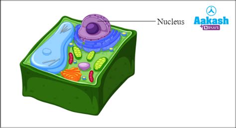 Nucleus in Biology: Definition, Types and Importance of Nucleus | AESL