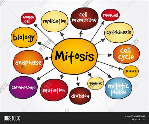 Cell Cycle Concept Map Biology 的图像结果