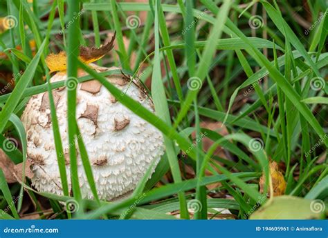 Meadow Mushroom Agaricus Campestris in the Garden Stock Image - Image of plant, macro: 194605961