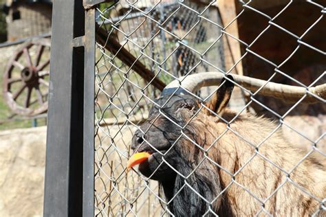 Can Goats Eat Carrots? (Hazards, Serving Size and Benefits)