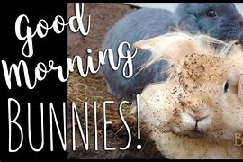 Image result for Good Morning Spring Bunnies